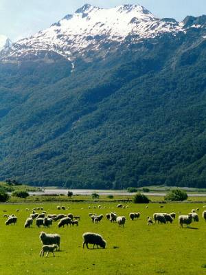 NZsheep